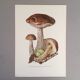 Illustration botanique "champignons", années 60