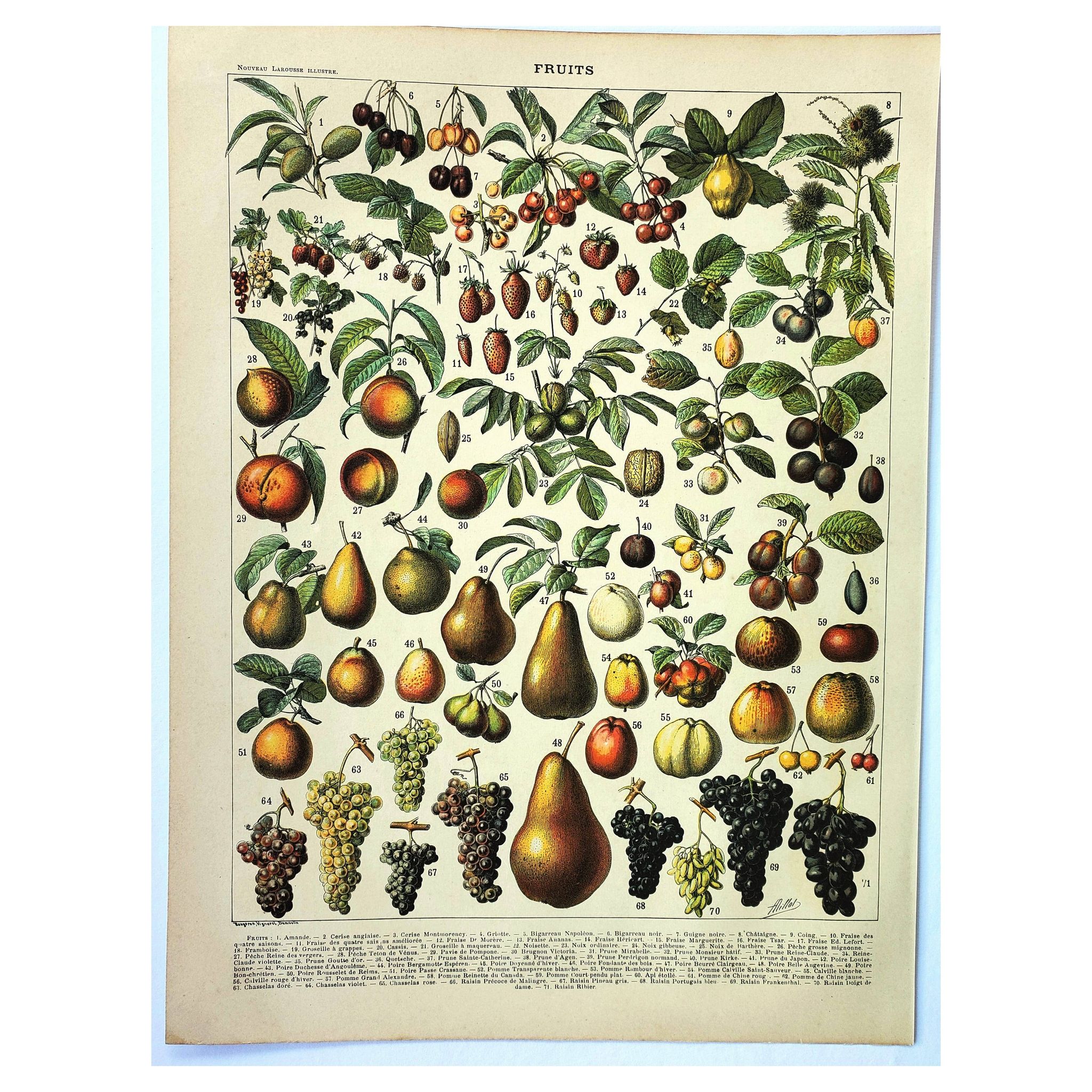 Gravure de 1897 - Fruits par A. Millot - Lithographie ancienne cuisine