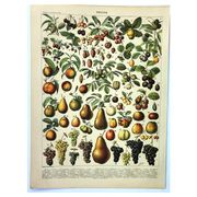 Gravure de 1897 - Fruits par A. Millot - Lithographie ancienne cuisine