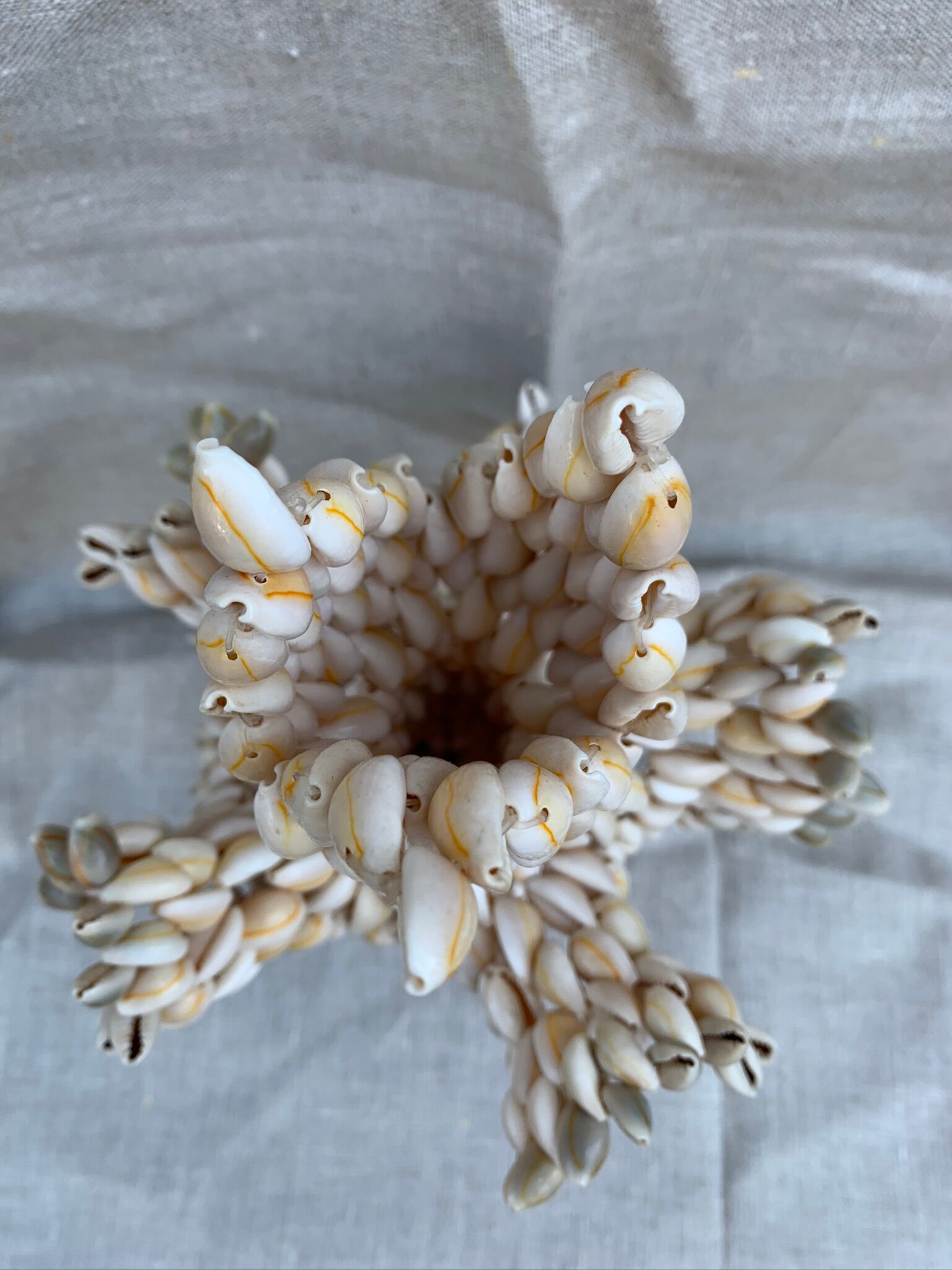 Vase in cursing shells