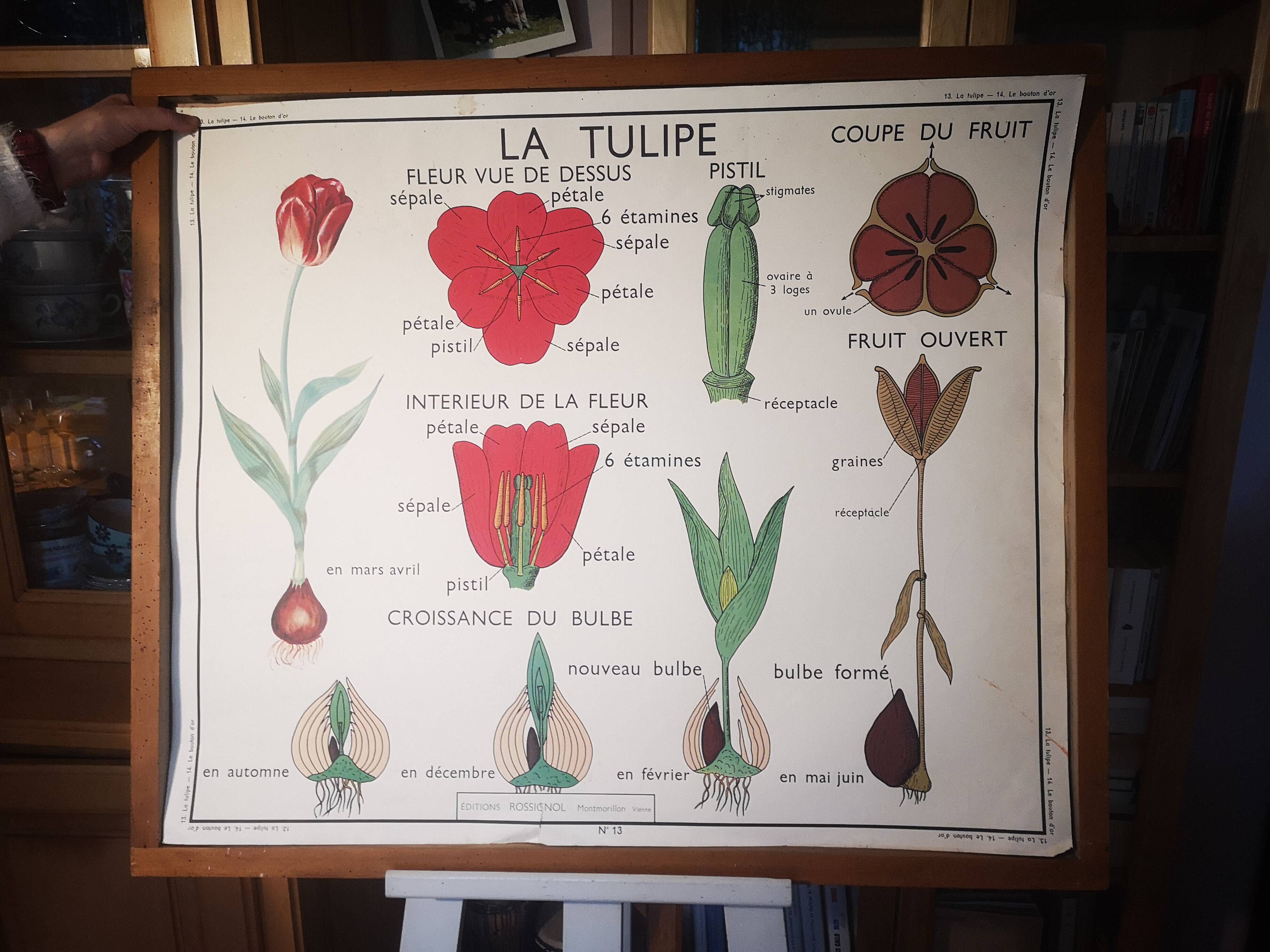 Large Botanical Nightingale Poster