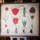 Large Botanical Nightingale Poster