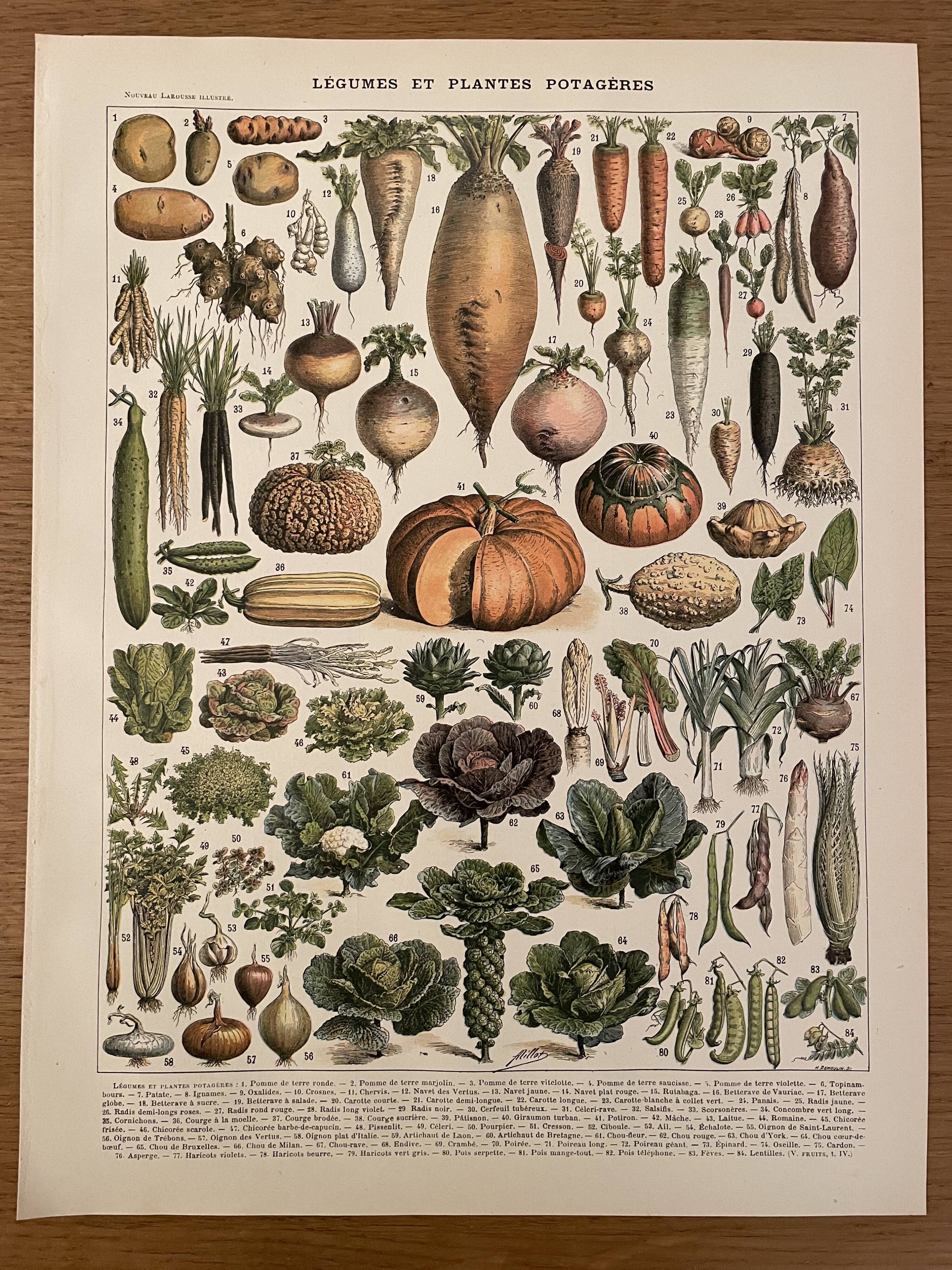 Lithograph engraving on vegetables and vegetable plants from 1897