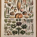 Lithograph engraving on vegetables and vegetable plants from 1897