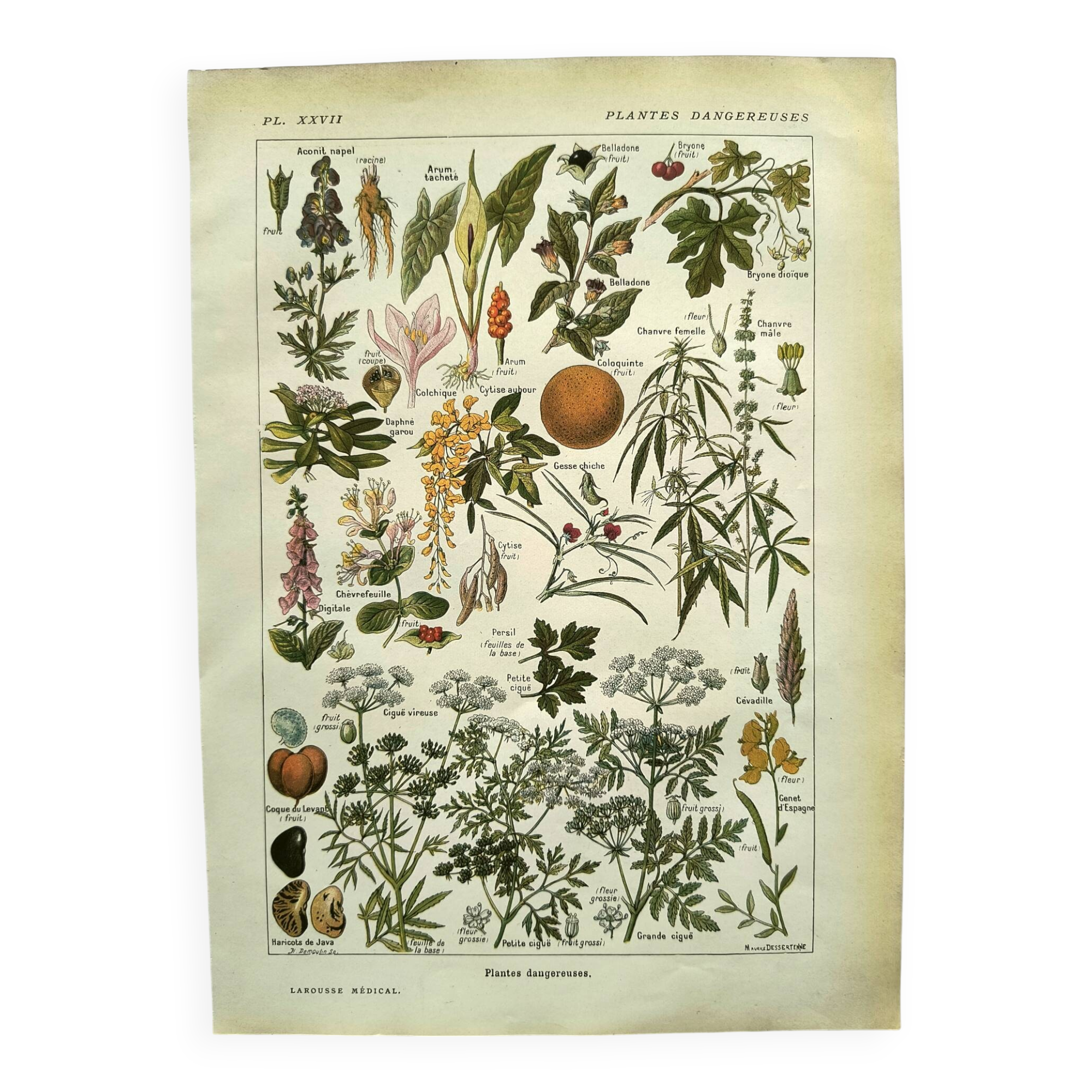 Gravure vintage de 1925 • Plantes dangereuses 1 •  planche vintage ancien