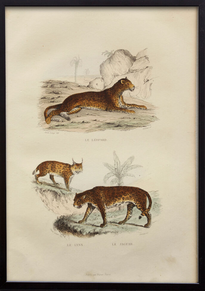 Vintage animal engraving illustration - 1850