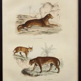 Vintage animal engraving illustration - 1850