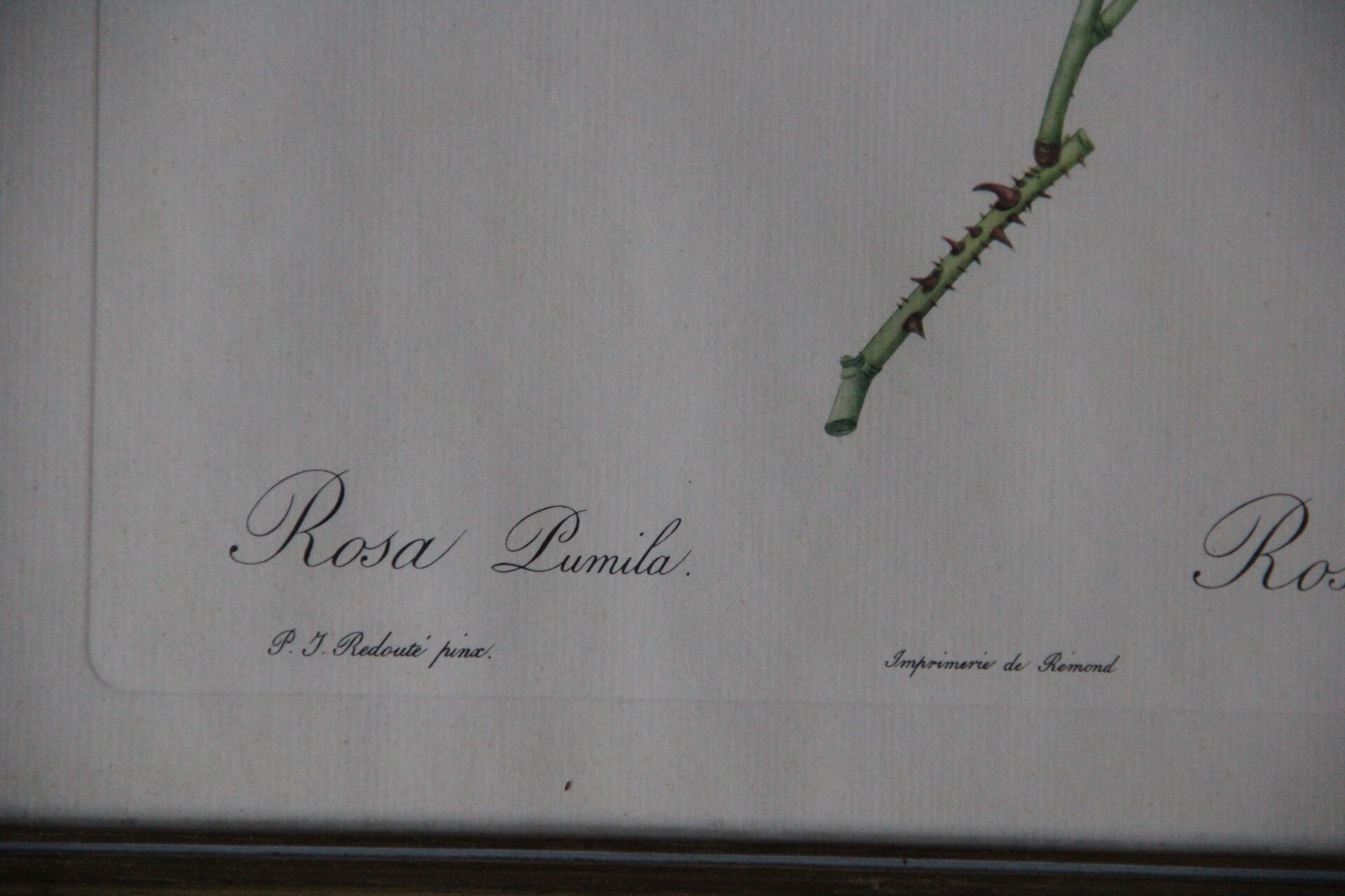 Framed engraving by PJ Redouté