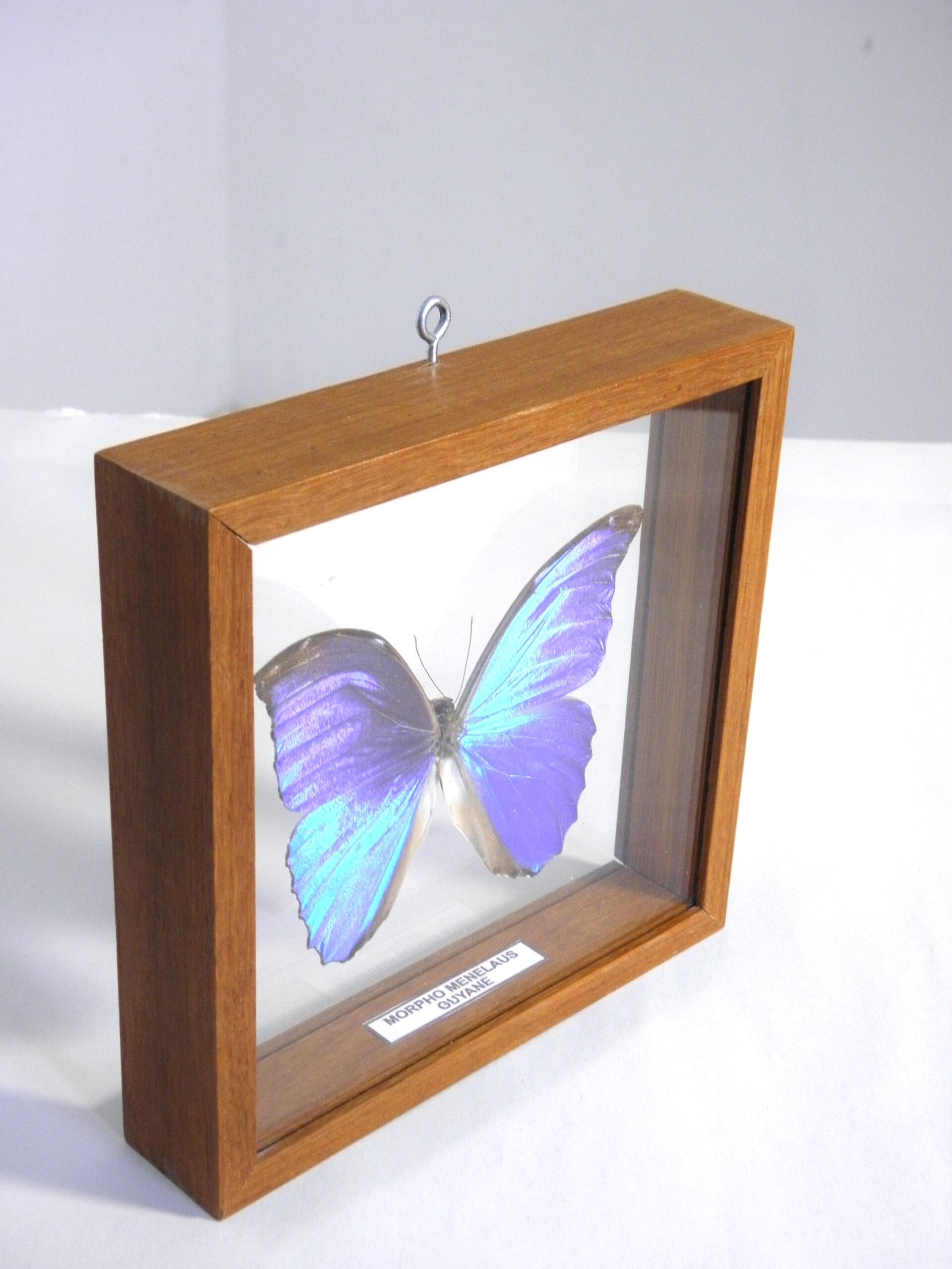 Papillon morpho bleu sous verre