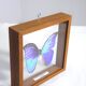 Papillon morpho bleu sous verre