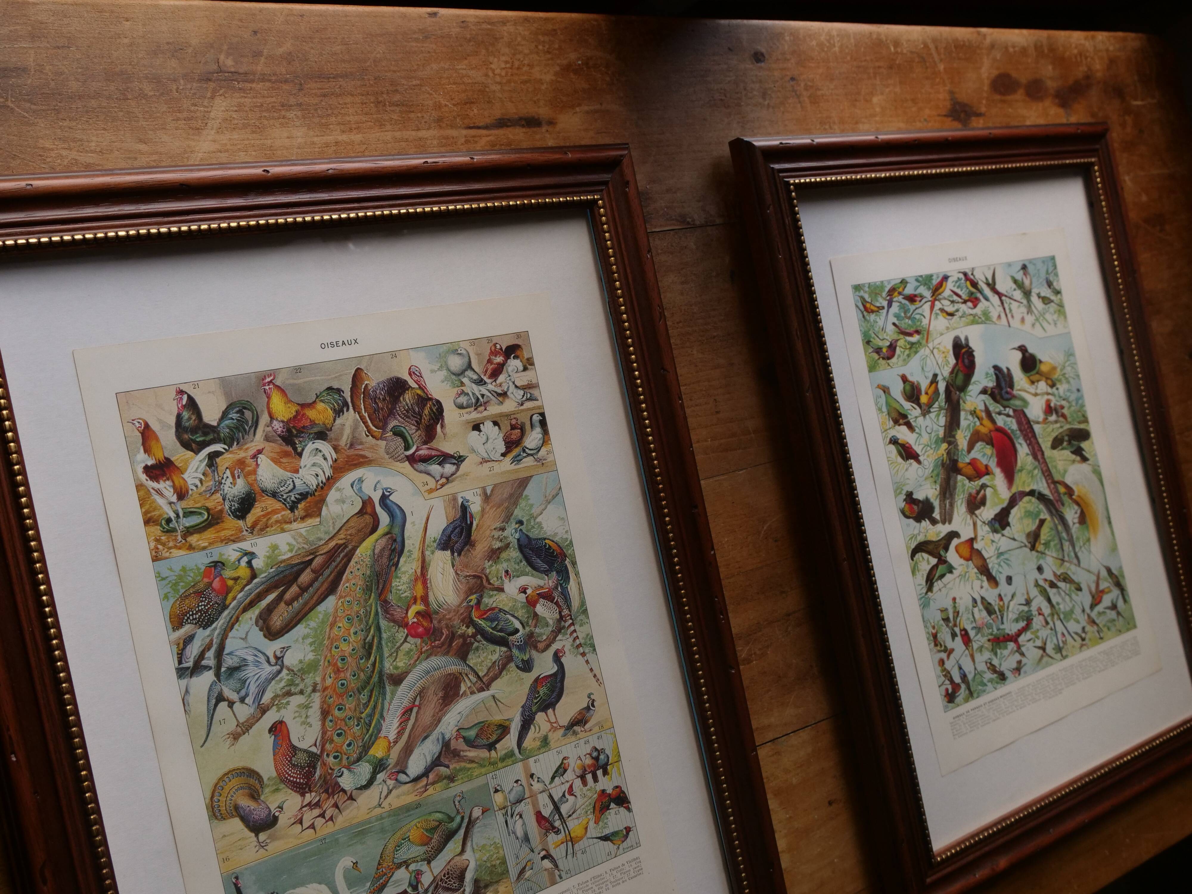 Original lithographs on medicinal plants