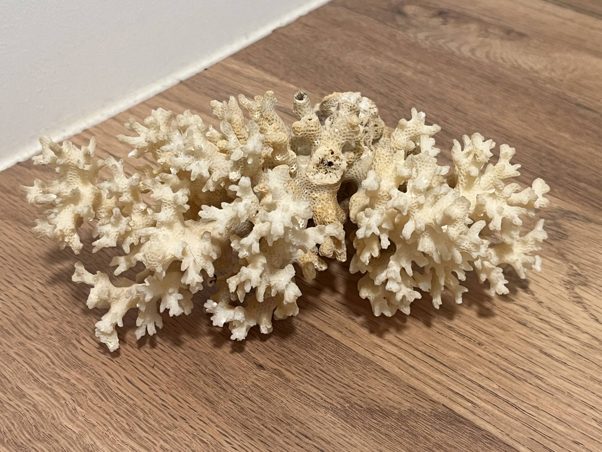 Ancient coral