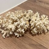 Ancient coral