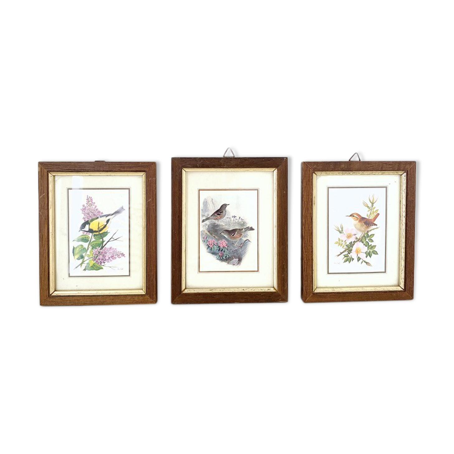 Set of three ornithological frames