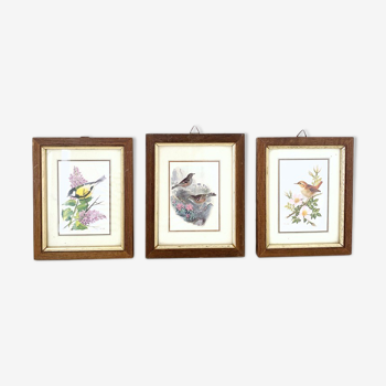 Set of three ornithological frames
