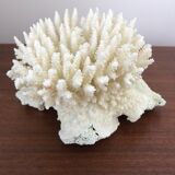 Ancient white coral