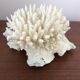 Ancient white coral