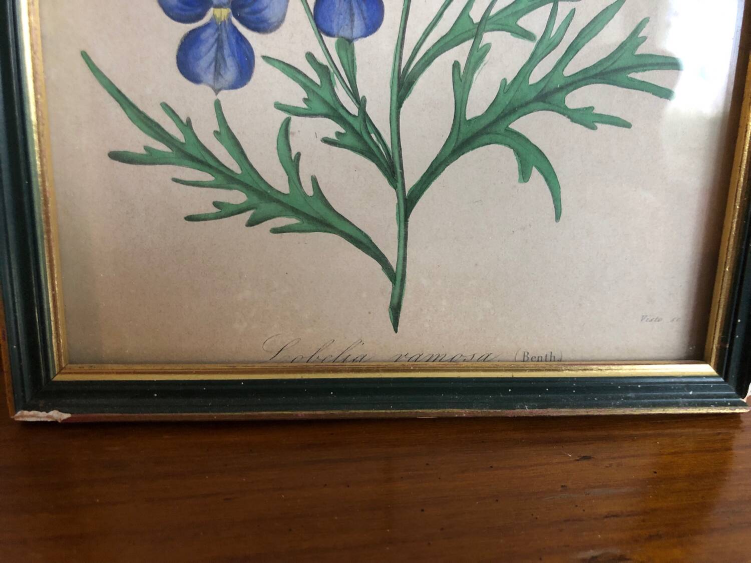 Botanical vintage illustration