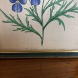 Botanical vintage illustration