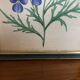 Botanical vintage illustration