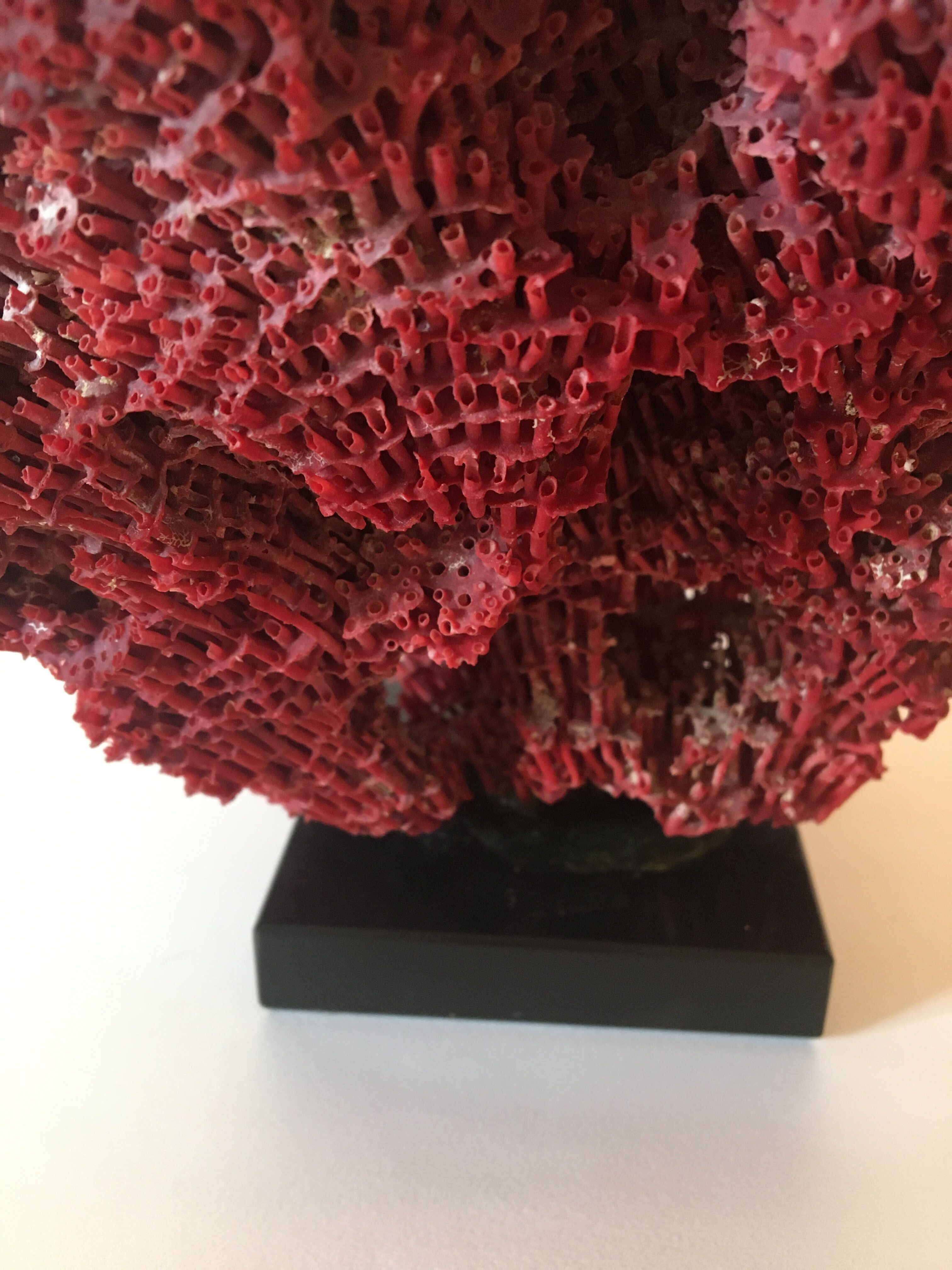 Corail rouge Tubipora Musica, années 70