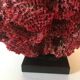 Corail rouge Tubipora Musica, années 70