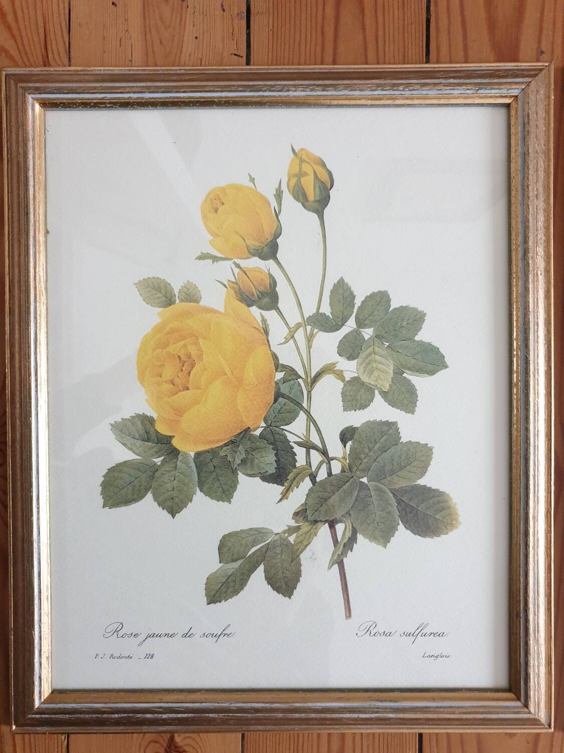 Botanical plate of Redouté sulfur yellow roses framed
