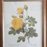 Planche botanique de Roses jaune de soufre de Redouté  encadrée