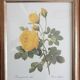Botanical plate of Redouté sulfur yellow roses framed