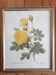 Botanical plate of Redouté sulfur yellow roses framed