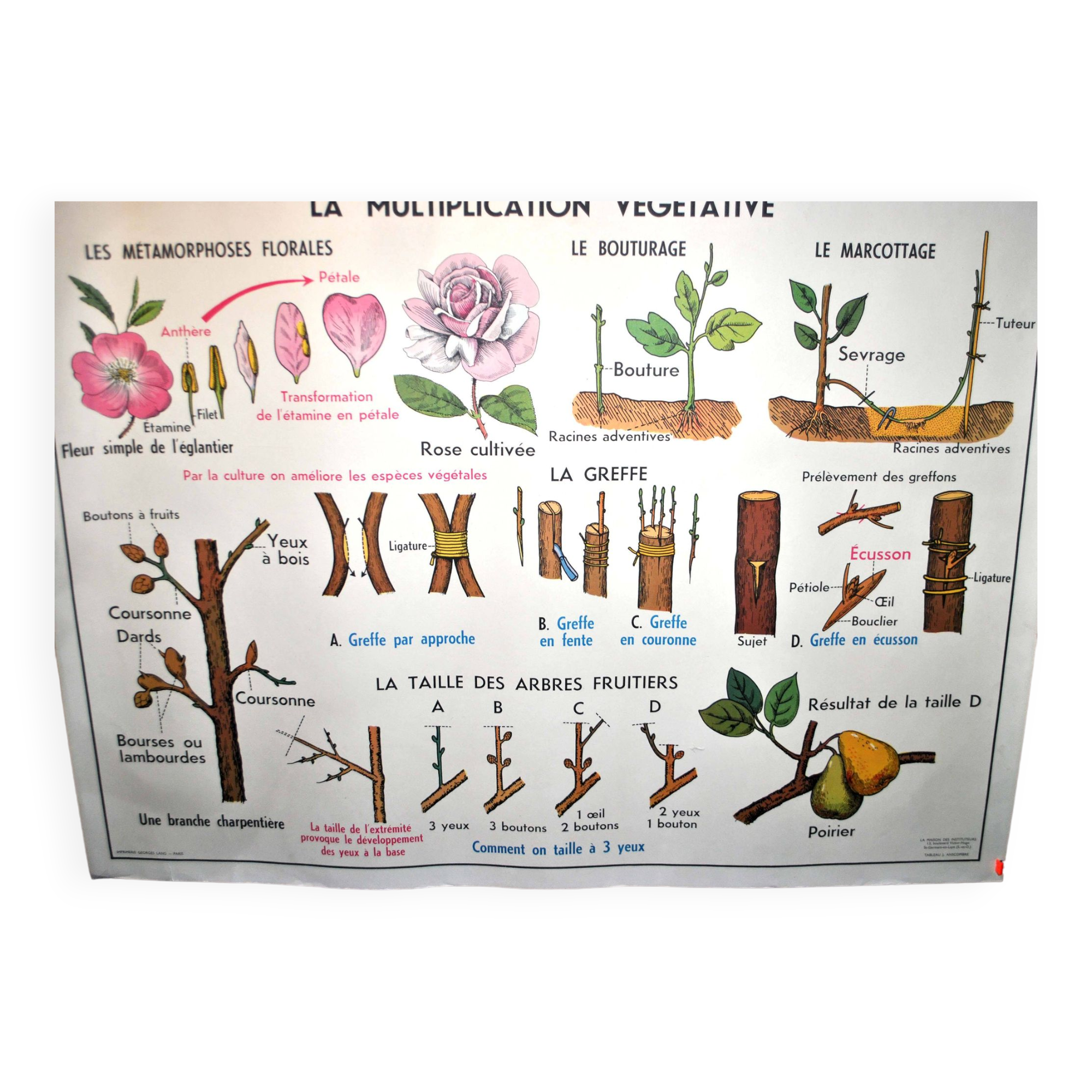 Nature school educational poster "plant multiplication" "the fertilization of a flower" lang