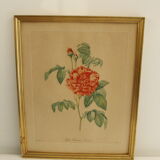 Lithographie JP Redouté encadrée - Belle Rubanée