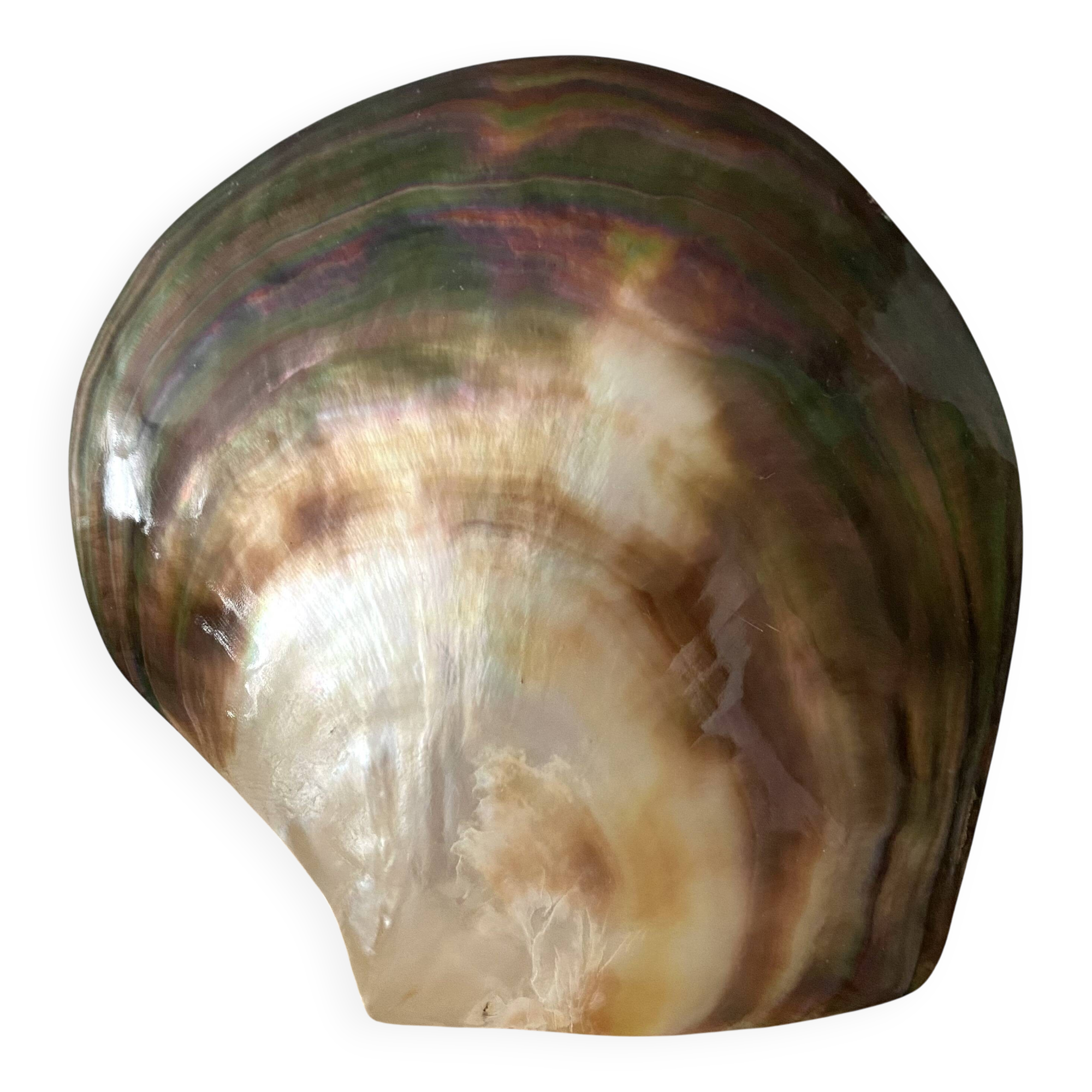 Coquillage huître perlière