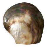 Coquillage huître perlière