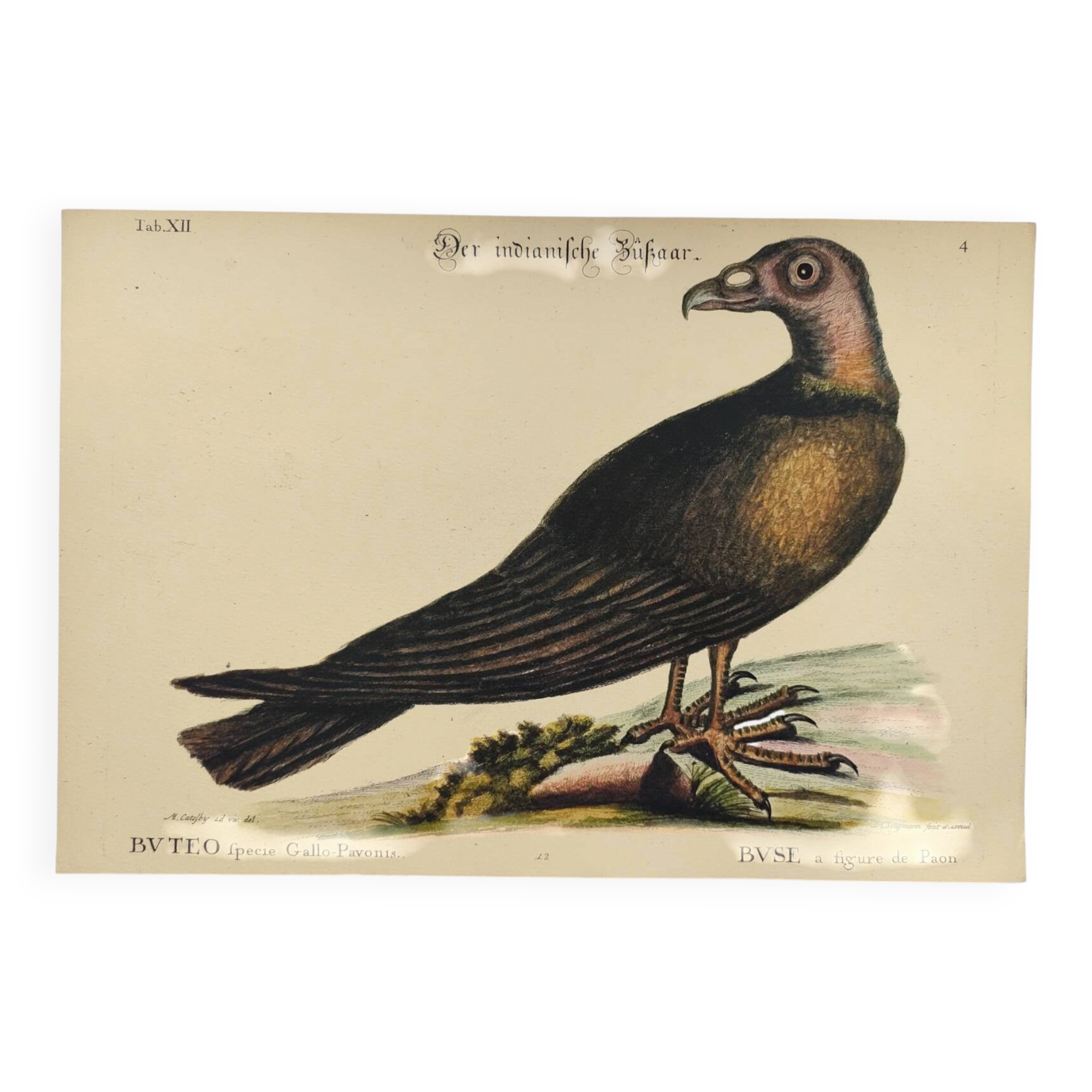 Illustration from 1973 - Peafowl Buzzard - Bird fauna plate