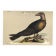 Illustration from 1973 - Peafowl Buzzard - Bird fauna plate