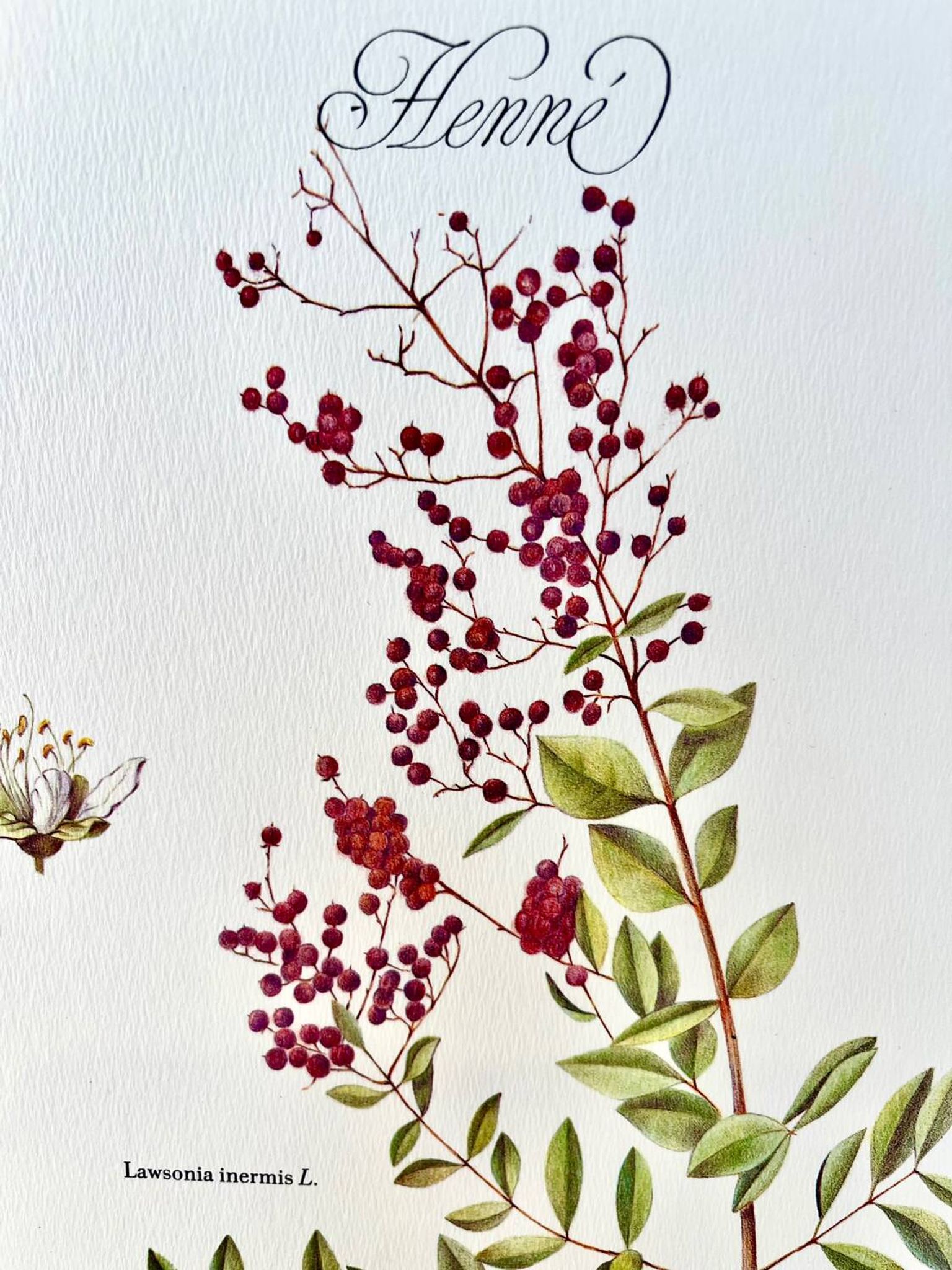 Botanical plate – Henna – Louis Pariente, 1986