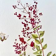 Botanical plate – Henna – Louis Pariente, 1986