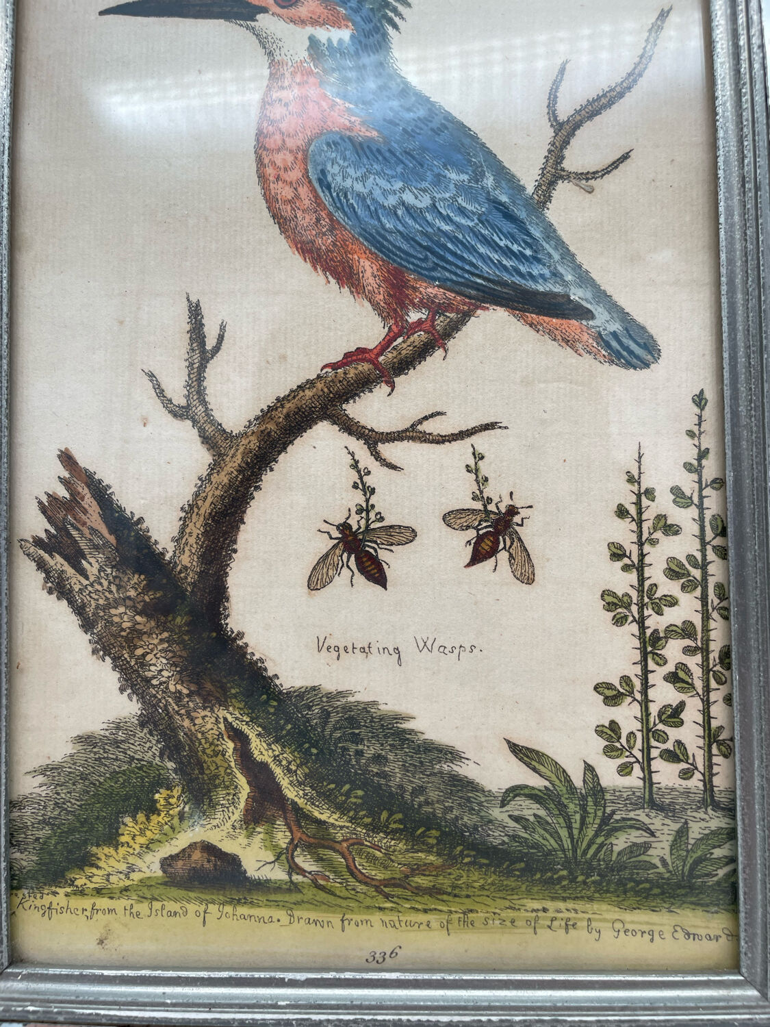 Antique engraving of bird naturalist, by Georges Edwards.