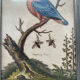 Antique engraving of bird naturalist, by Georges Edwards.