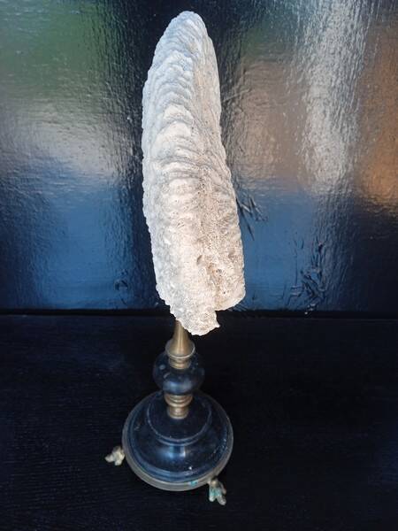 Cabinet of Curiosities 36cm coral brain of Neptune on base