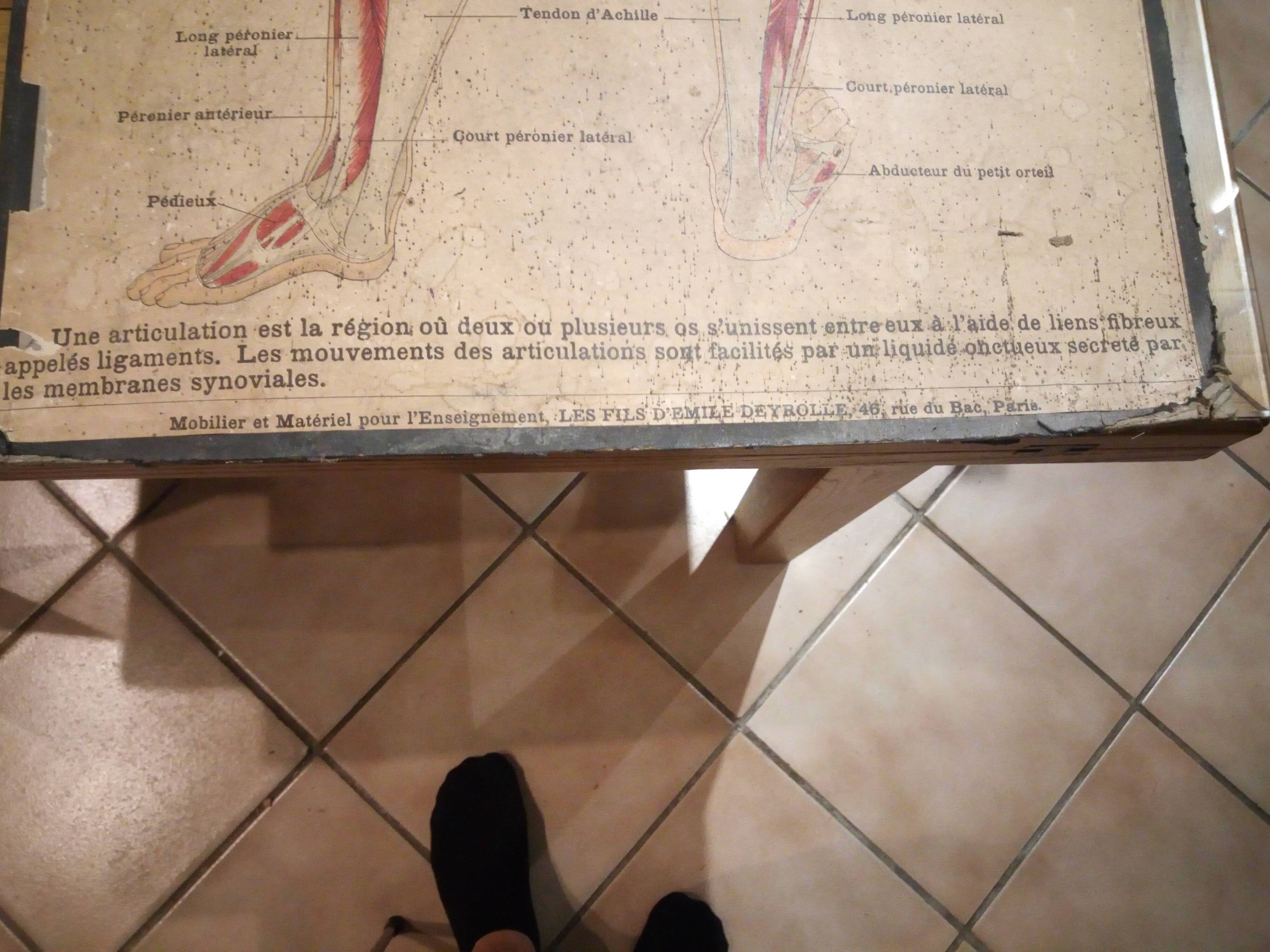 Series of anatomical boards