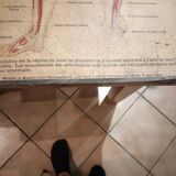 Series of anatomical boards