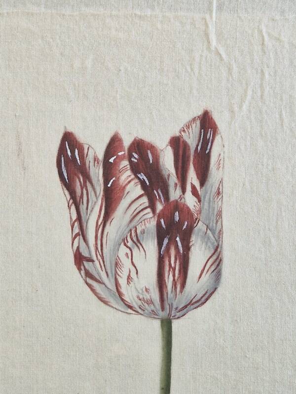 La Roche Laffitte (Born in 1943) - Watercolour drawing on silk - Tulip