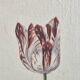 La Roche Laffitte (Born in 1943) - Watercolour drawing on silk - Tulip