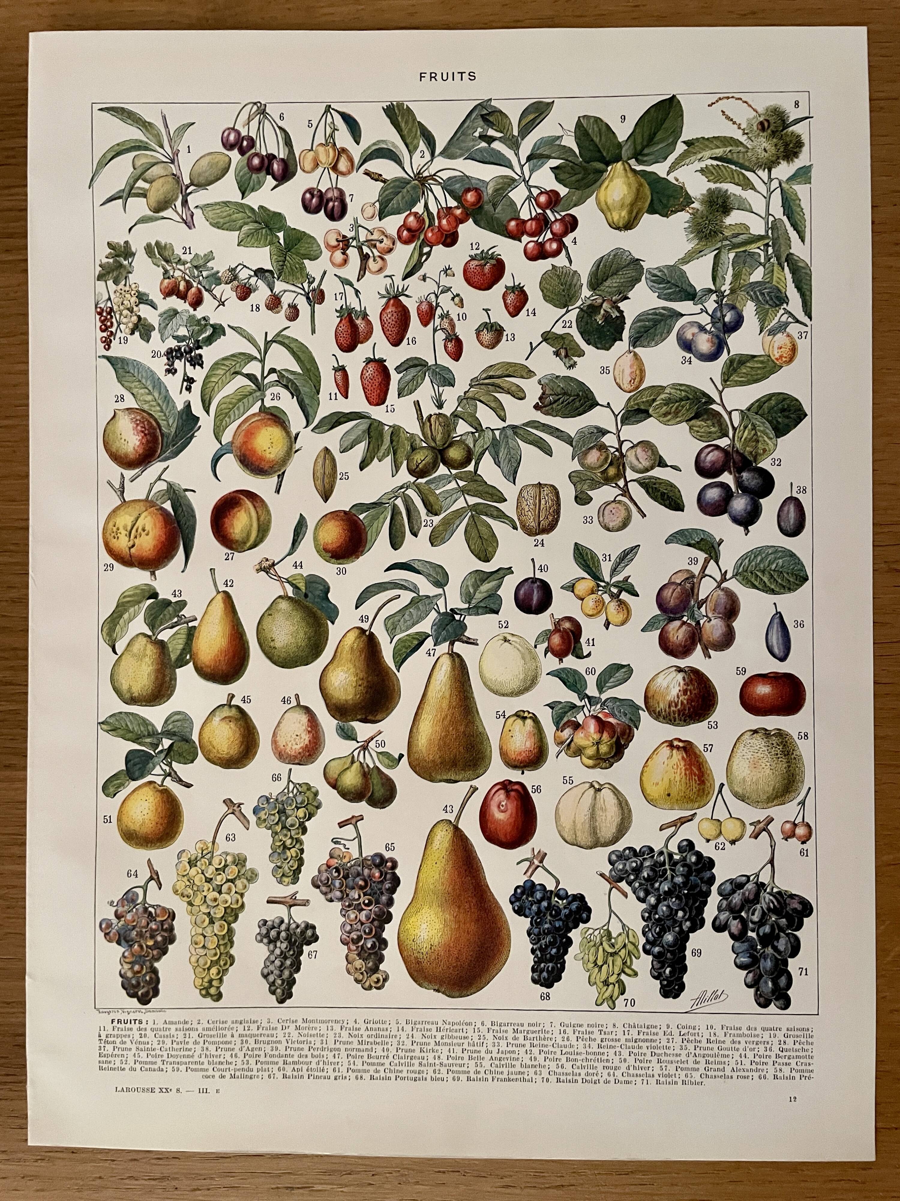 Lithograph on fruits - 1930