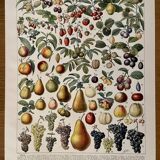 Lithograph on fruits - 1930