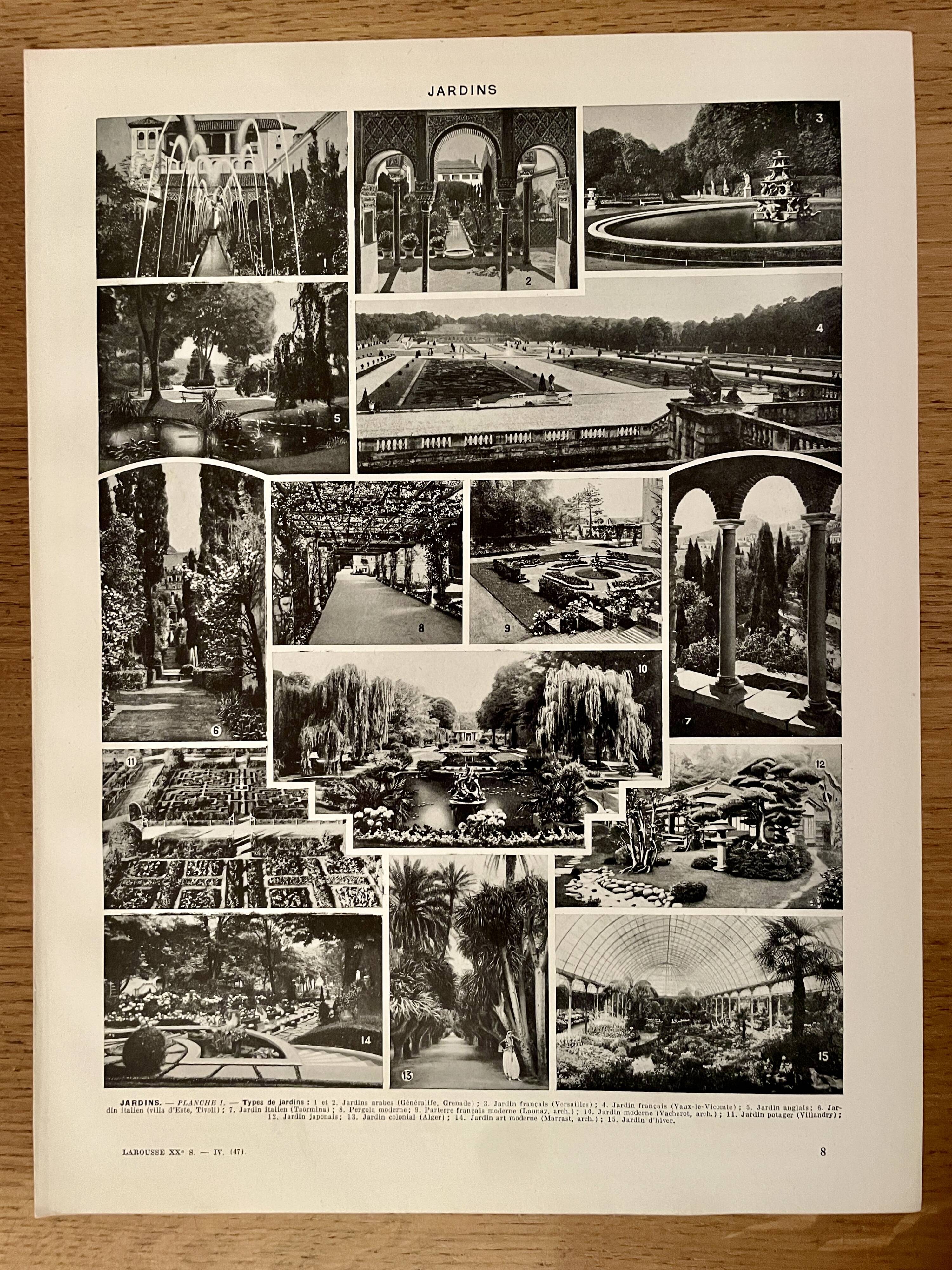 Lithograph on gardens (ornamental trees) - 1930 (cedar of Lebanon)