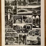 Lithograph on gardens (ornamental trees) - 1930 (cedar of Lebanon)