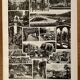 Lithograph on gardens (ornamental trees) - 1930 (cedar of Lebanon)